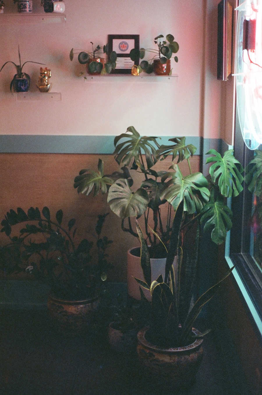 Photo Indoor plants