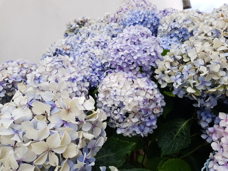 Hydrangeas: The Perfect Addition to Your Garden