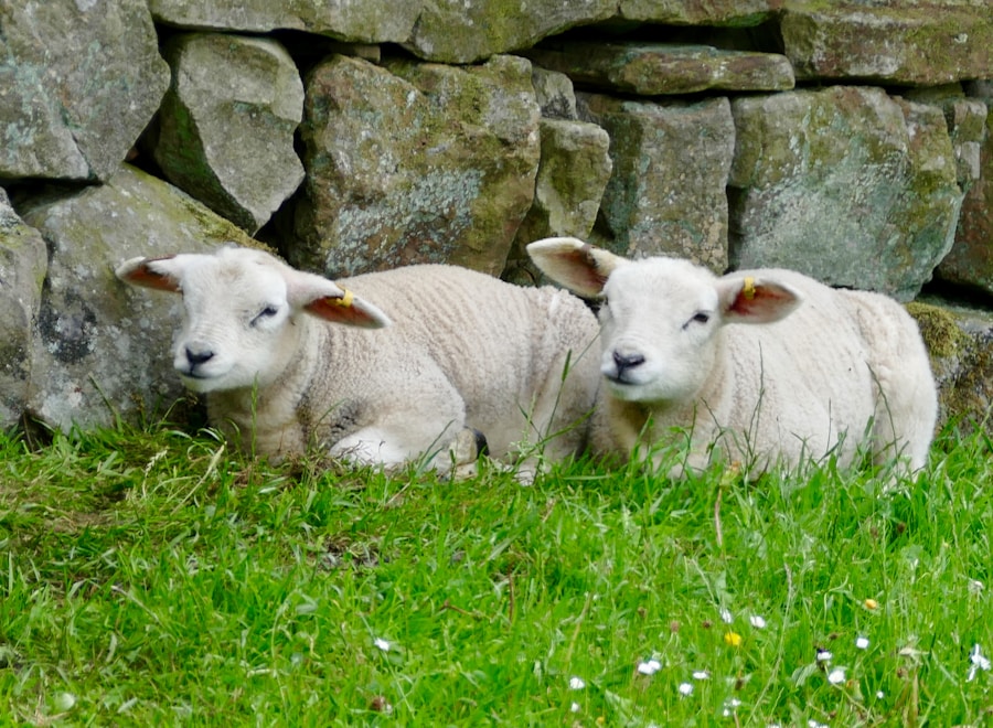 Photo Lawn mowers