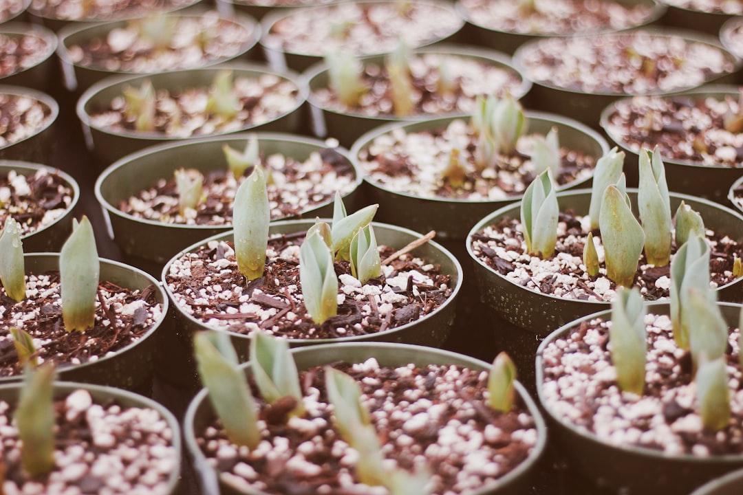 Transform Your Outdoor Space with Garden Center Finds