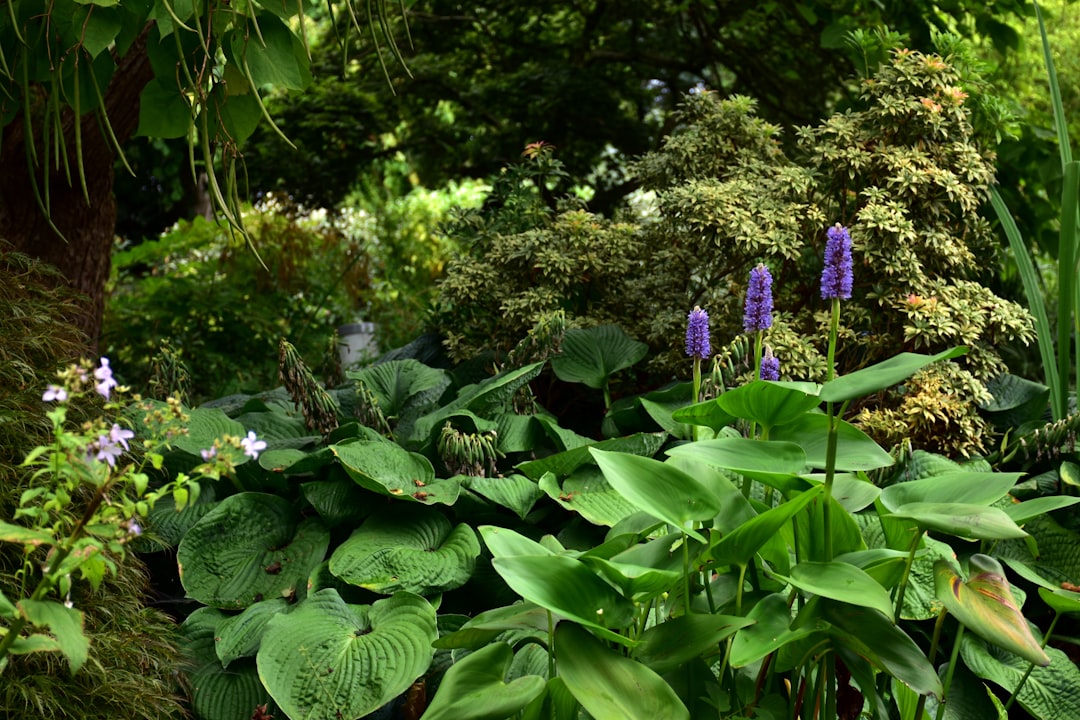 Bringing the Outdoors In: The Benefits of Indoor Plants