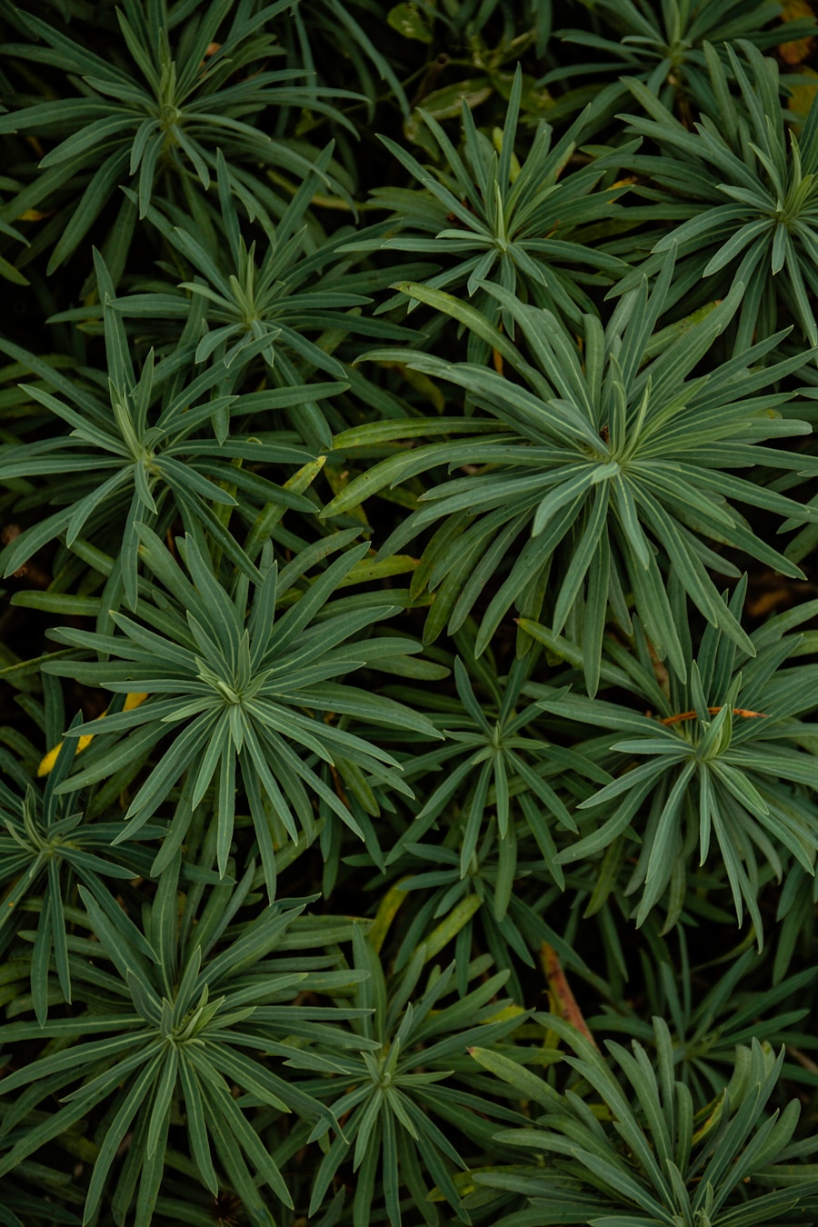 Photo Perennials