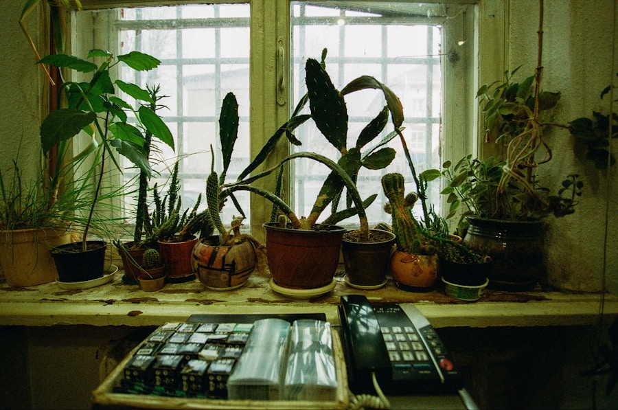 Photo Houseplants