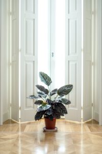 Photo Indoor planter