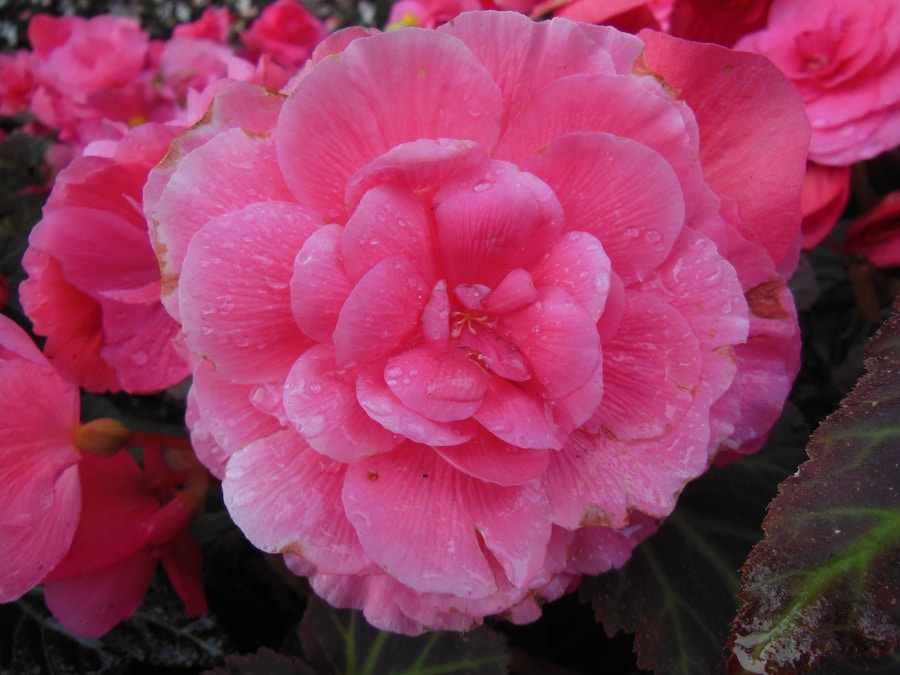 Photo Begonias